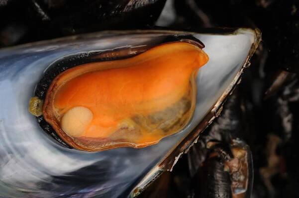 Slávka jedlá (Mytilus edulis) odchovaná na španělské farmě