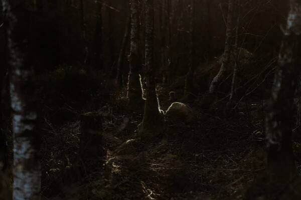 Intimate Scottish Elopement in Galloway Forest