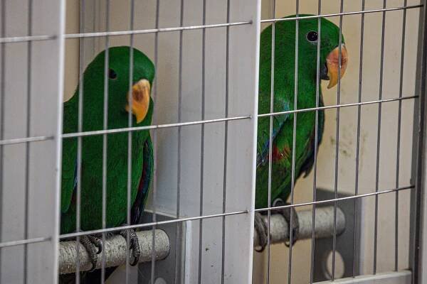 OBRAZEM: Černá louka v Ostravě v obležení chovatelů, Fauna trhy přilákaly davy