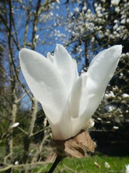 Šácholan Loebnerův Snowdrift (Magnolia x loebneri)