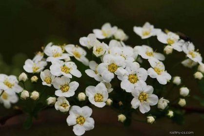 Tavolník význačný (Spiraea x arguta), květy, květenství
