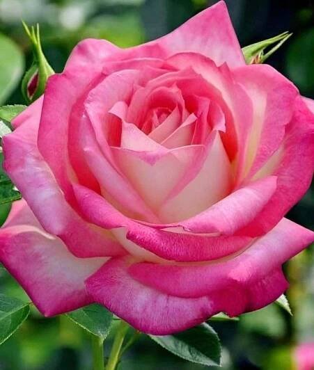 Pin de Sivaji Raju en Rose en 2025 | Flores bonitas, Mejores flores, Flores hermosas rosas