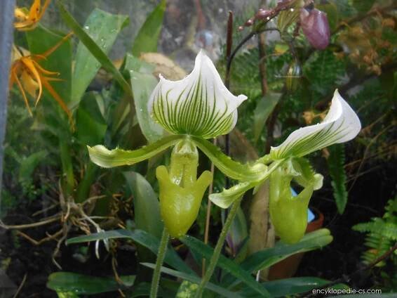 Střevíčníkovec Maudiae (Paphiopedilum), květy, květenství