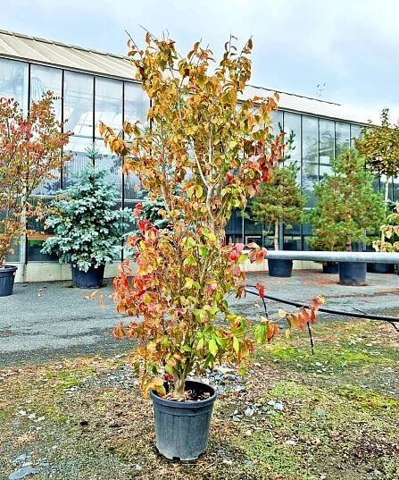 Parrotia persica - Kontejnerované | Starkl - zahradní­k spol. s r.o. STROMY