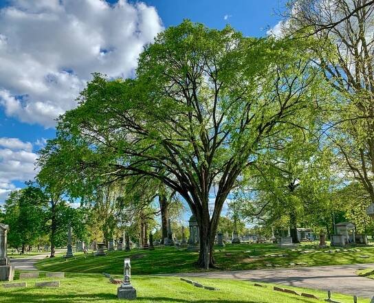 Elm tree 11_ 5-2021-2960