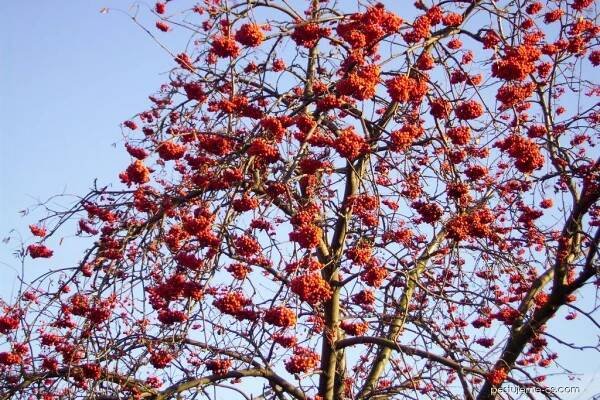 Jeřáb sladkoplodý (Sorbus aucuparia subsp edulis)