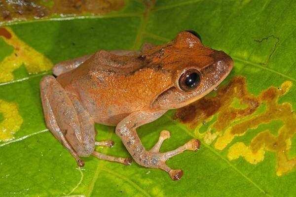 Cornifer vitiensis, Fiji tree frog, Wailoku