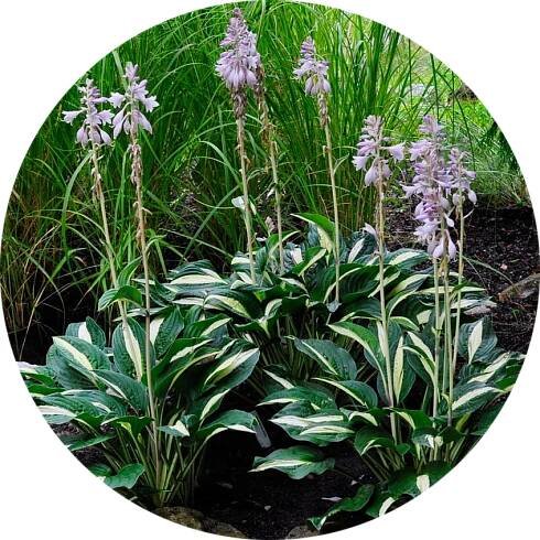 Bohyška - Hosta 'White Bikini'