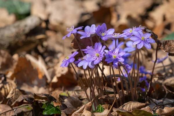 Jaterník podléška či jaterník trojlaločný (Hepatica nobilis)