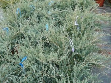 Jalovec virginský 'Grey Owl' - Juniperus virginiana Grey Owl