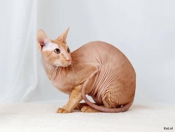 The Peterbald: a bald sweetheart - Onlinecatworld