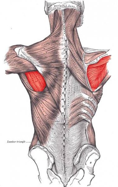 Musculus infraspinatus – WikiSkripta