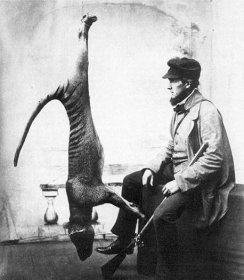 Soubor:Bagged thylacine.jpg