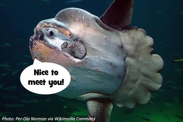 Meet the Mola Mola – Bedtime Math