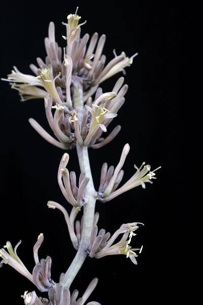 S. ‘ES 22269’ – International Sansevieria Society