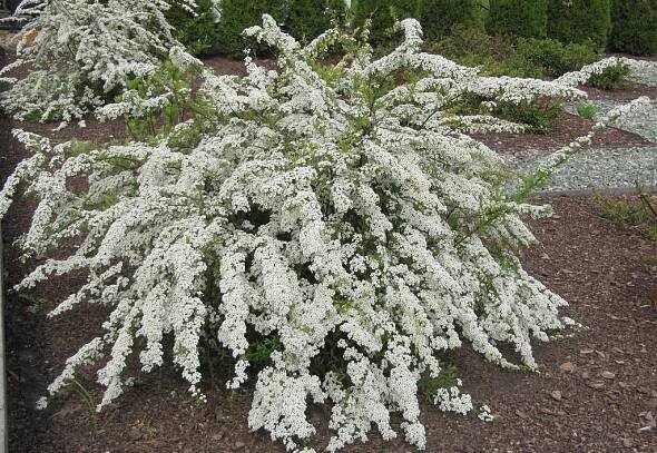 Jak dlouho kvete Grefsheim spirea?