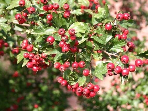 Crataegus monogyna