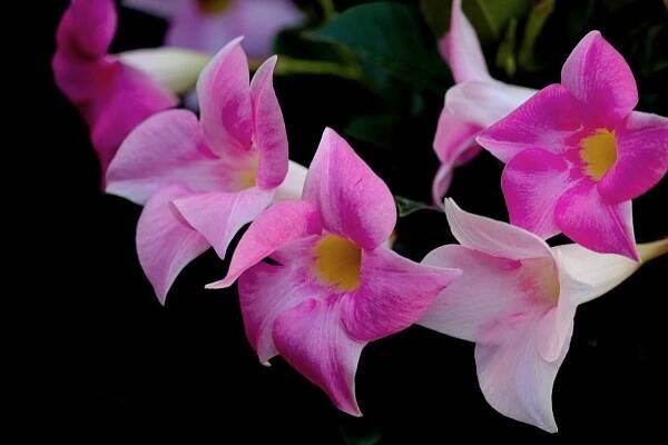 Květiny, Mandevilla Sanderi, Bloom