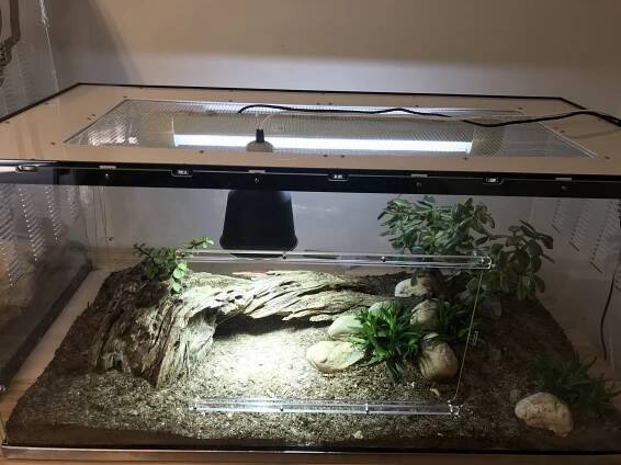 Živá terária od ReptiEye - ReptiEye shop