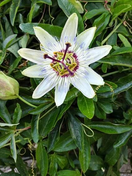 Bezplatný obrázek: Mučenka modrá (Passiflora caerulea), bílá květina s fialovým středem a velkým pestíkem