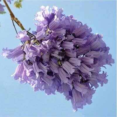 Žakaranda mimózolistá - Jacaranda mimosifolia - semena - 6 ks od 53 Kč - Heureka.cz
