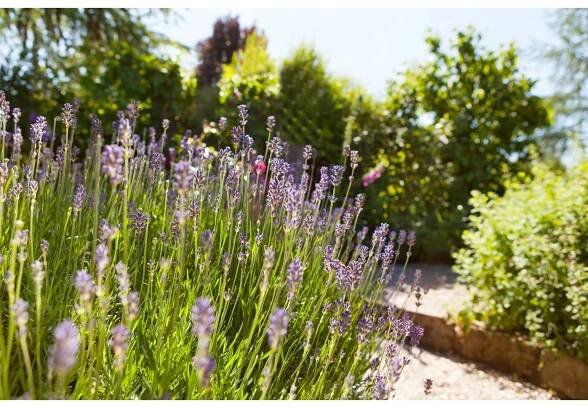 OBI Levandule lékařská "Hidcote", 6 ks
