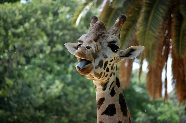 Free Close-up of a giraffe playfully sticking its tongue out amidst lush greenery, Barcelona Zoo. Stock Photo