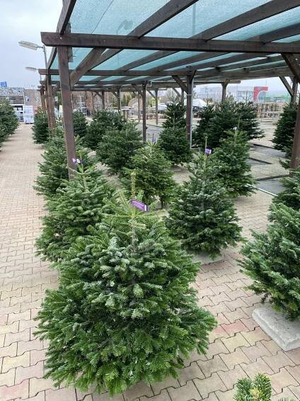 Jedle kavkazská, Abies nordmanniana, 100 - 125 cm, skladem | ZAZUMi.cz