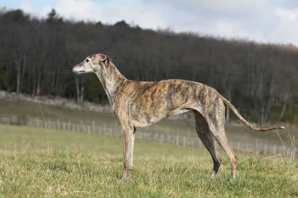 Galgo Espanol mit gestromtem Fell
