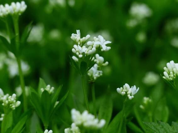 Mařinka vonná (Galium odoratum L.)