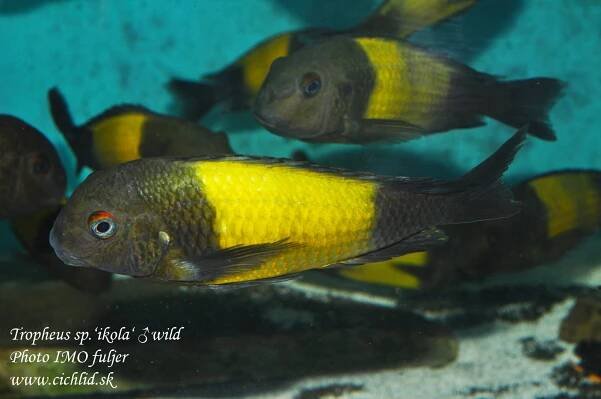 Tropheus-sp.'ikola'-(3)