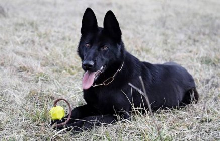 El perro pastor alemán negro es un animal enérgico