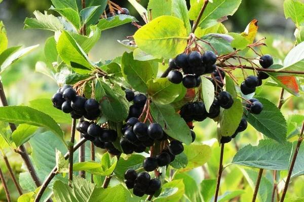 Aronie černá | Černý jeřáb ,Temnoplodec černý  | Aronia melanocarpa