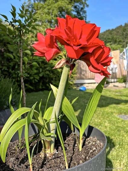 Hvězdník Amaranthia (Hippeastrum), rostlina