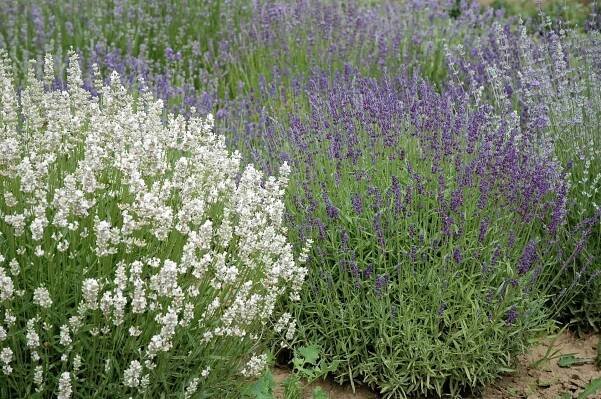 Levandule (Lavandula) je aromatická léčivá rostlina z čeledi hluchavkovitých (Lamiaceae). Nejčastěji se u nás pěstuje levandule lékařská (Lavandula angustifolia), která je tou pravou levandulí. Odrůd existuje několik desítek a jsou mezi nimi růžové či bílé levandule. 