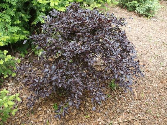 Fagus sylvatica 'Rohan Weeping' 