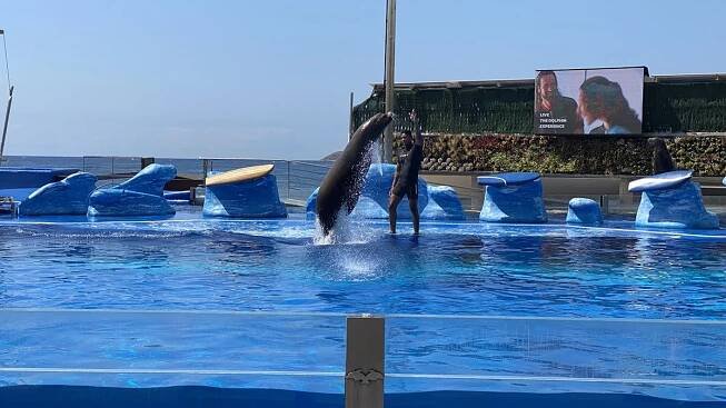 Delfinárium Marineland Mallorca (Táta)