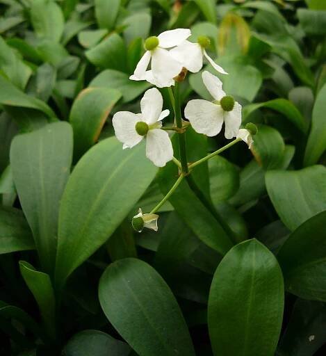 Sagittaria platyphylla mit Blüten