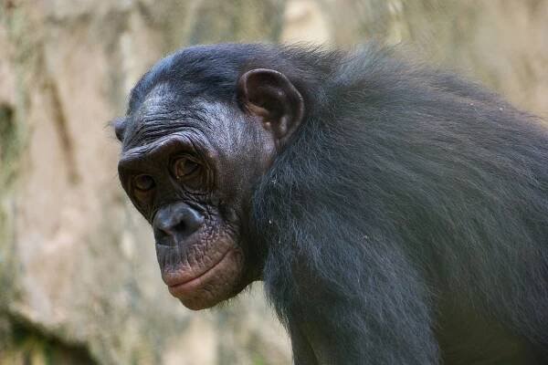 Bonobos - Forest Health Alliance
