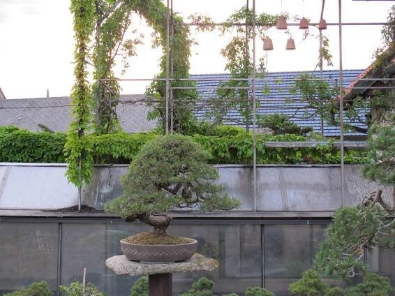 Bonsaje: Zahrada Bonsai Centra Muzea Isabelia