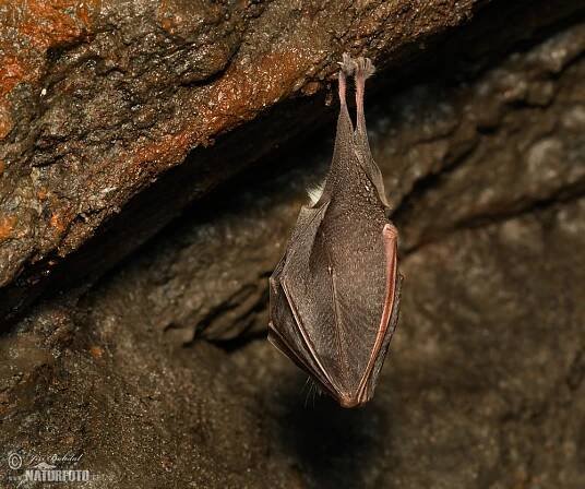 Vrápenec malý | Naturfoto.cz
