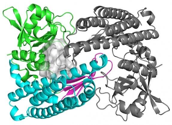 Podivný protein, který ještě svět neviděl, je svou strukturou nepodobný jakémukoli dosud známému proteinu; mezi živočichy se dá na molekulární úrovni připodobnit k ptakopyskovi podivnému.