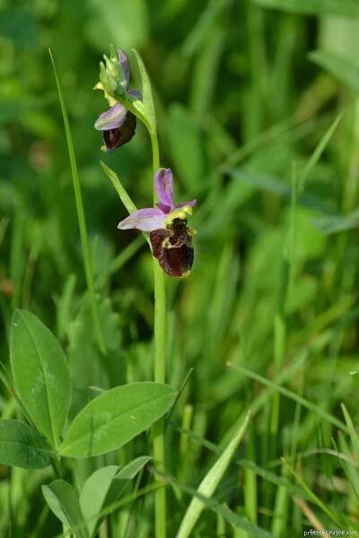 Tořič čmelákovitý Holubyho (Ophrys holoserica subsp holubyana)