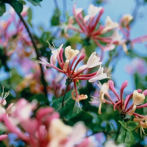 A pink honeysuckle plant