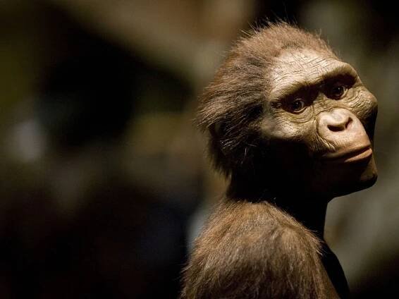 What 'Lucy,' One of the World's Most Important Fossils, Has Taught Scientists in the 50 Years Since Her Discovery