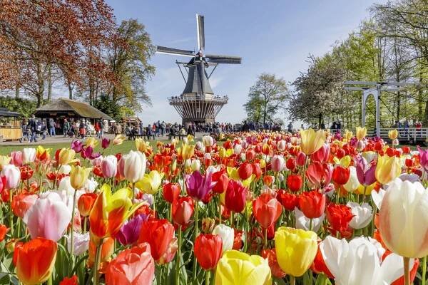 Školní zájezd Jarní Holandsko – ráj tulipánů - CK HelloTrip