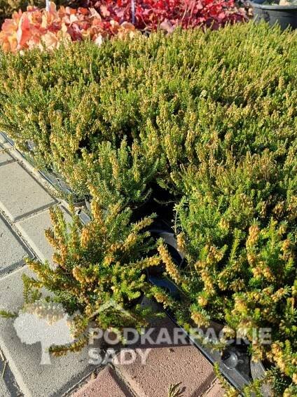 Vřesovec darlejský KRAMER'S ROTE