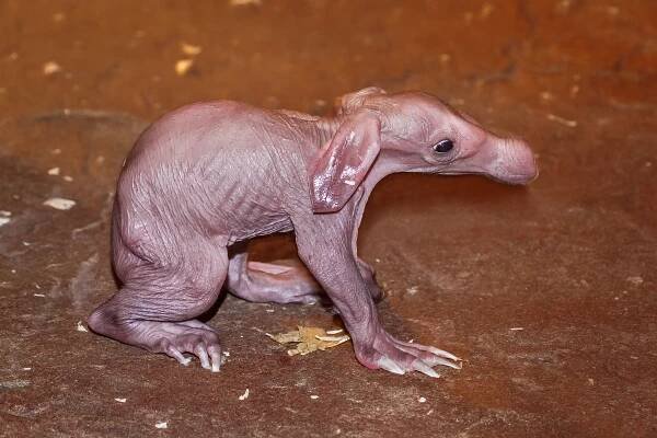 V pražské zoo uhynulo ve čtvrtek narozené mládě hrabáče