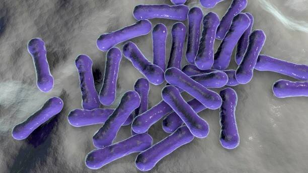 Corynebacterium diphtheriae, illustration stock fotka