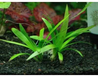 Sagittaria platyphylla (Košíčková Ø 5,5 cm)